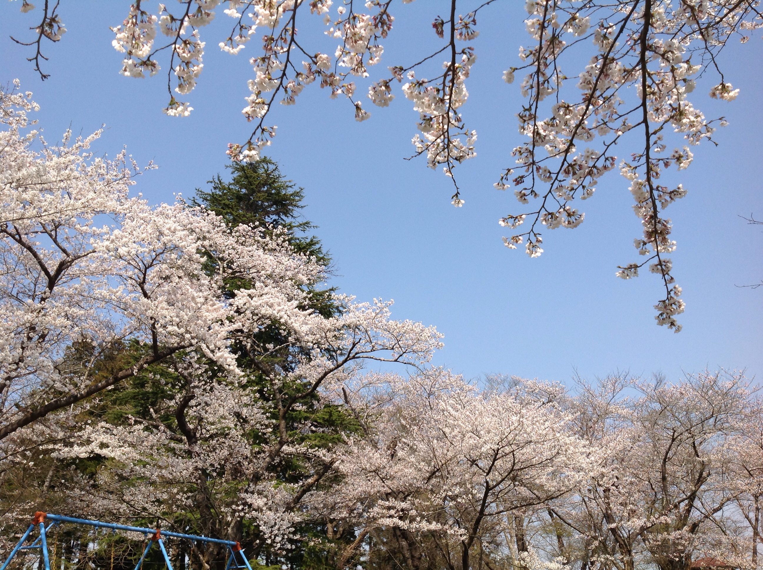 http://www.root-ex.co.jp/sanuma/2014/04/17/image.jpg